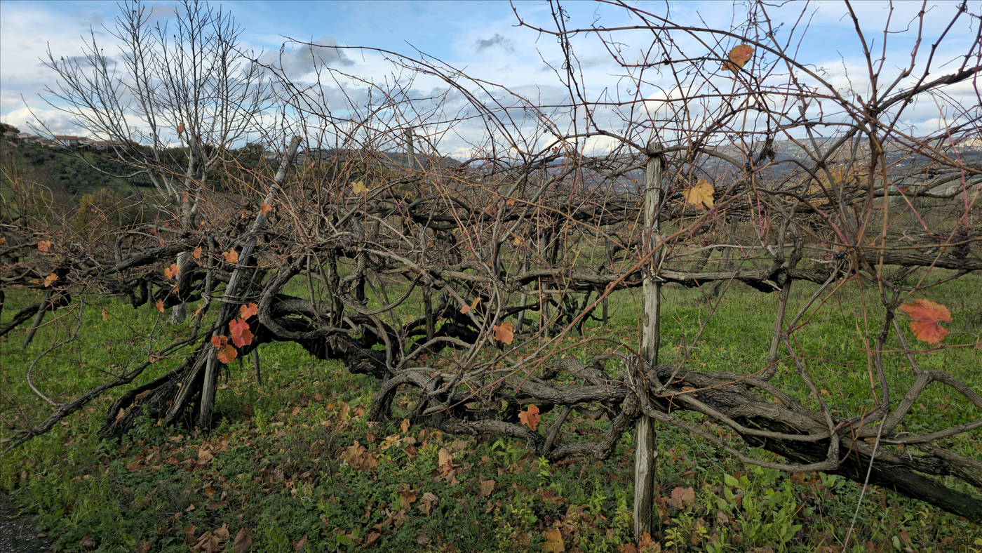 200-year-old Bicento Grapevines of Nativ Winery