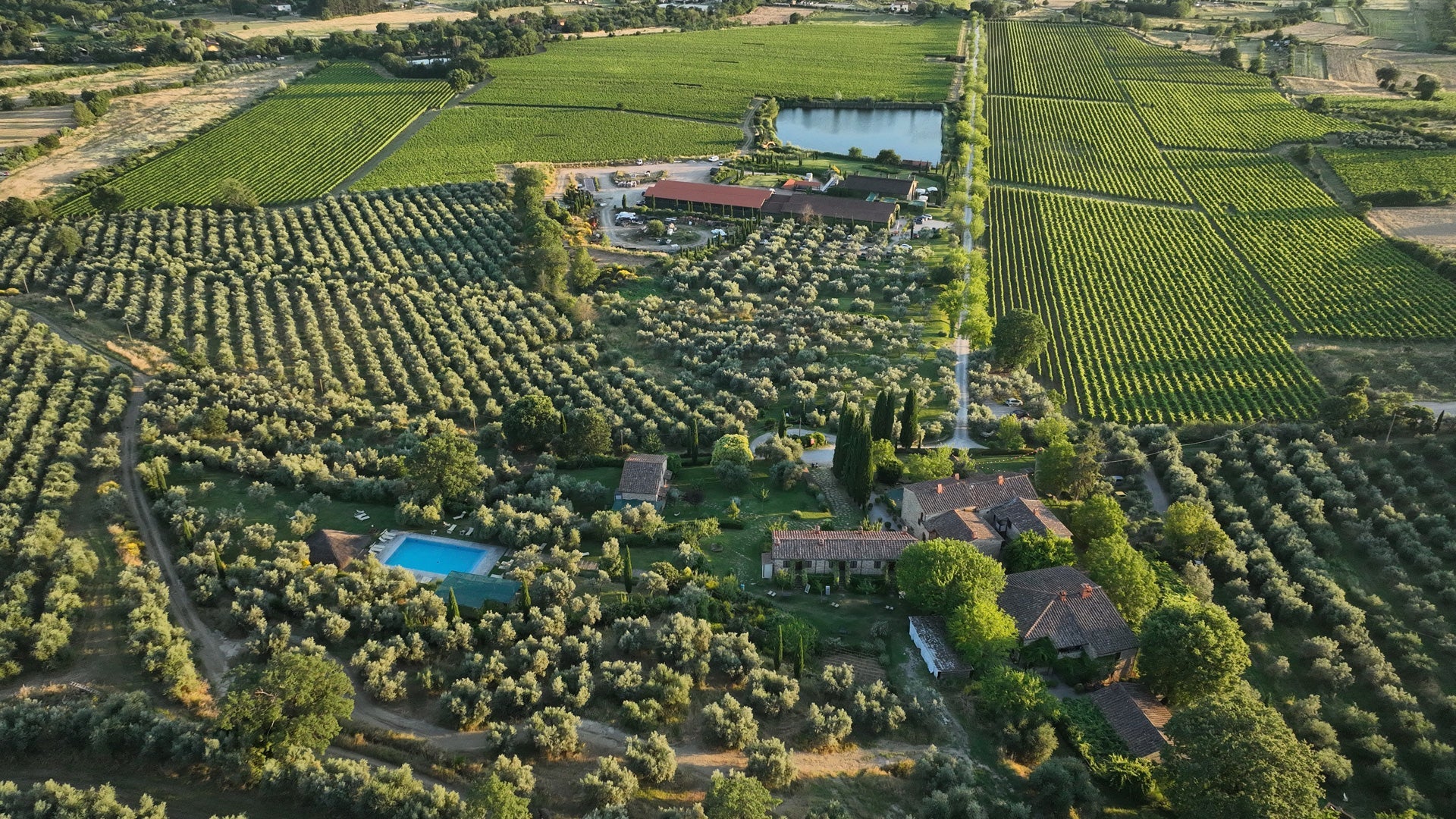 Vineyards at the producer estate