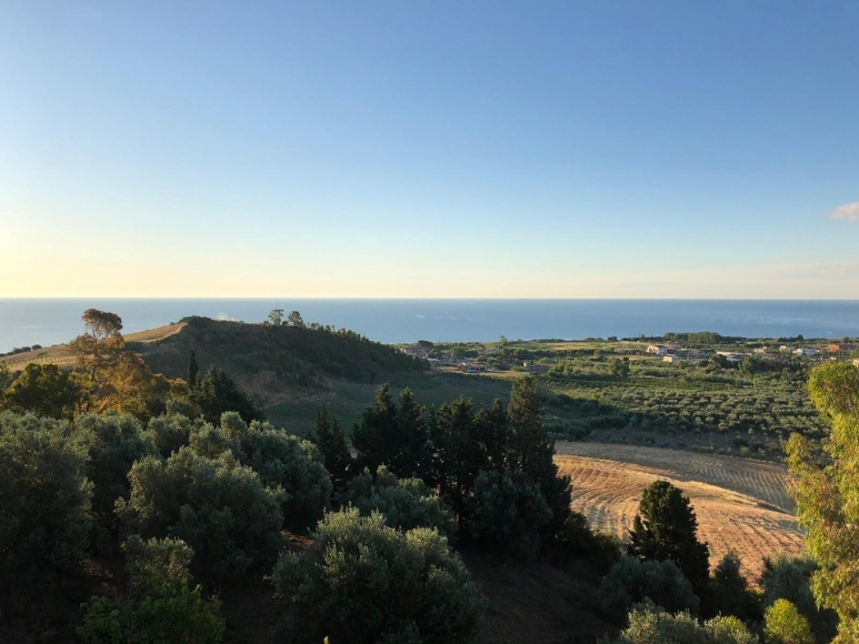 Vineyard and sea in Calabria