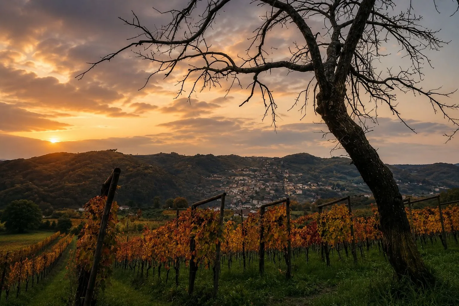 Sunset over vineyard in Campania