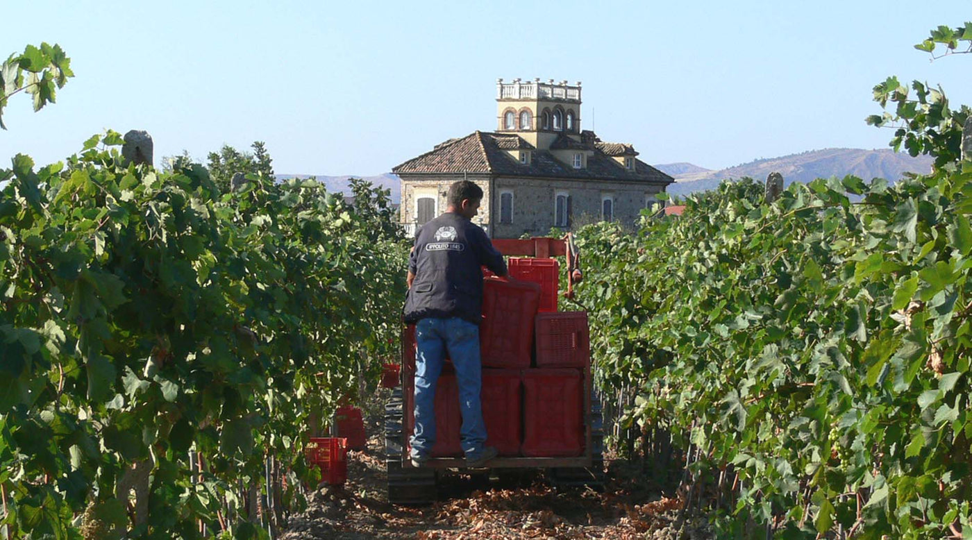 Cellar at the estate