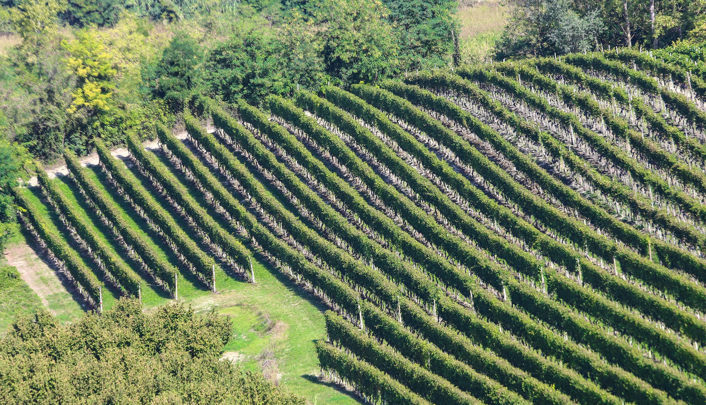 Fausoni Cru in Barbaresco, Prinsi Winery