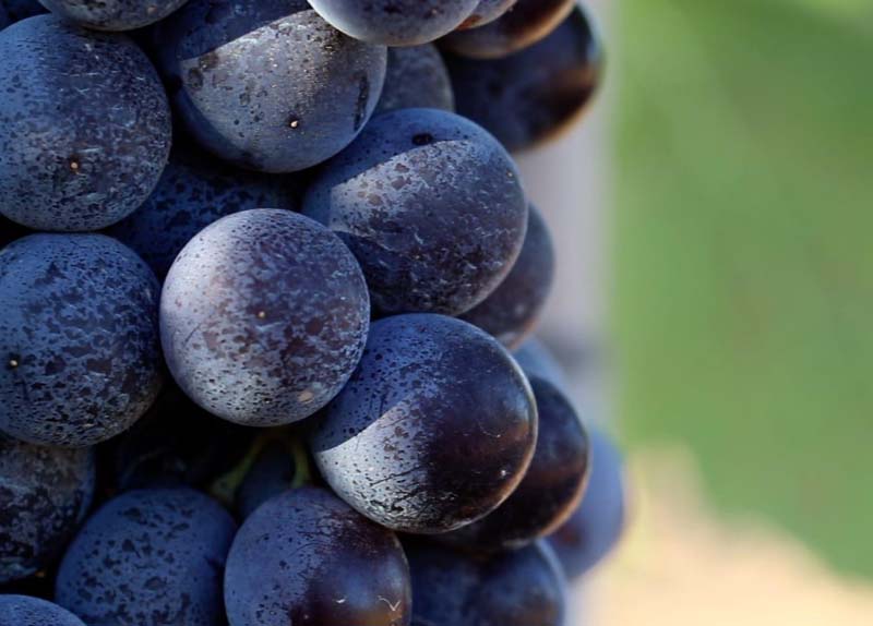 Gaglioppo Grapes - Ippolito
