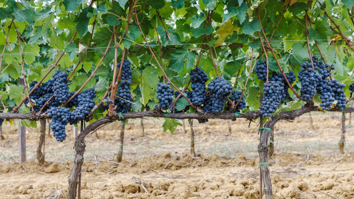 Sangiovese grapes at Il Palazzo, Arezzo, Tuscany
