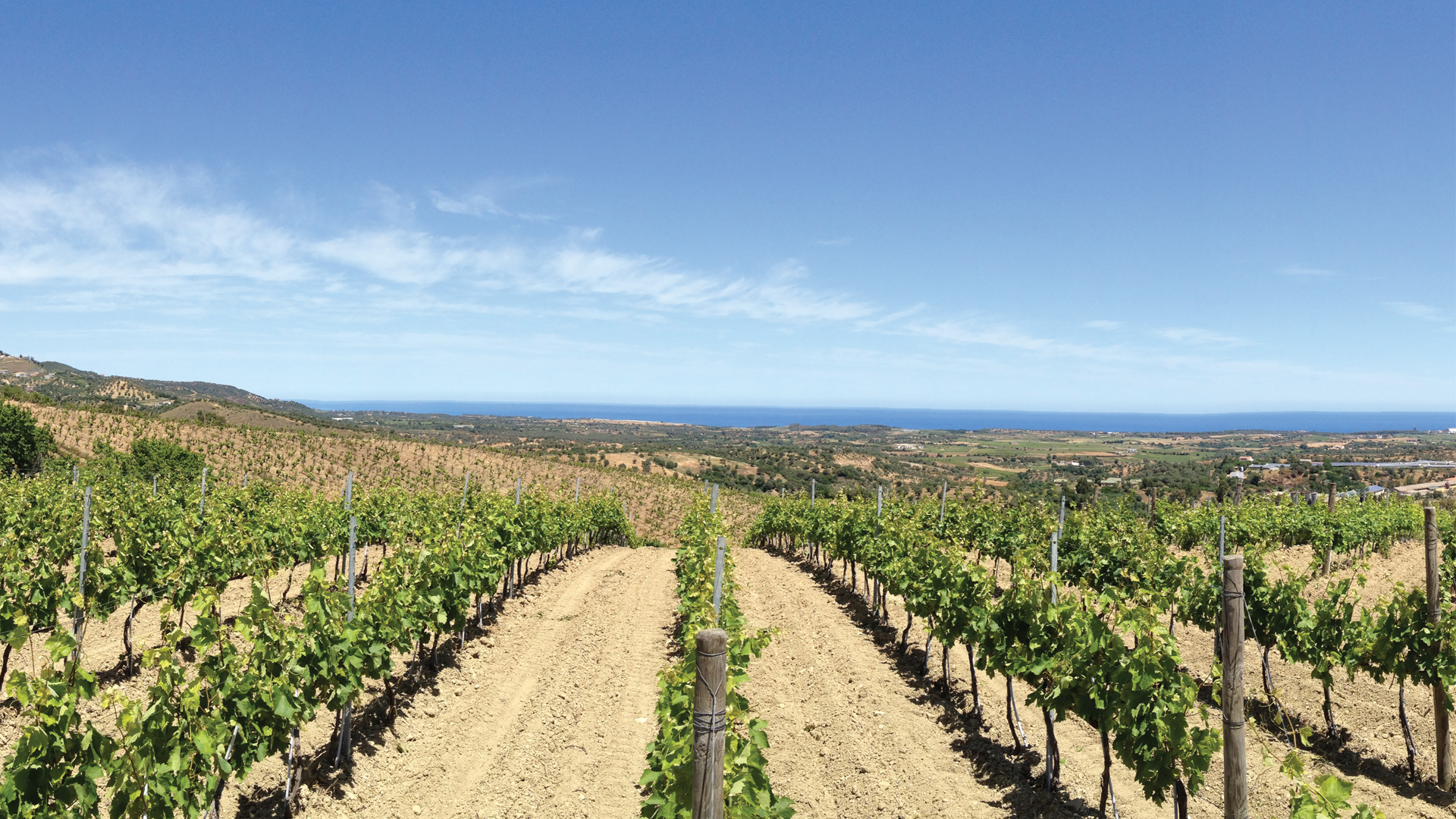 Vineyards of Ippolito