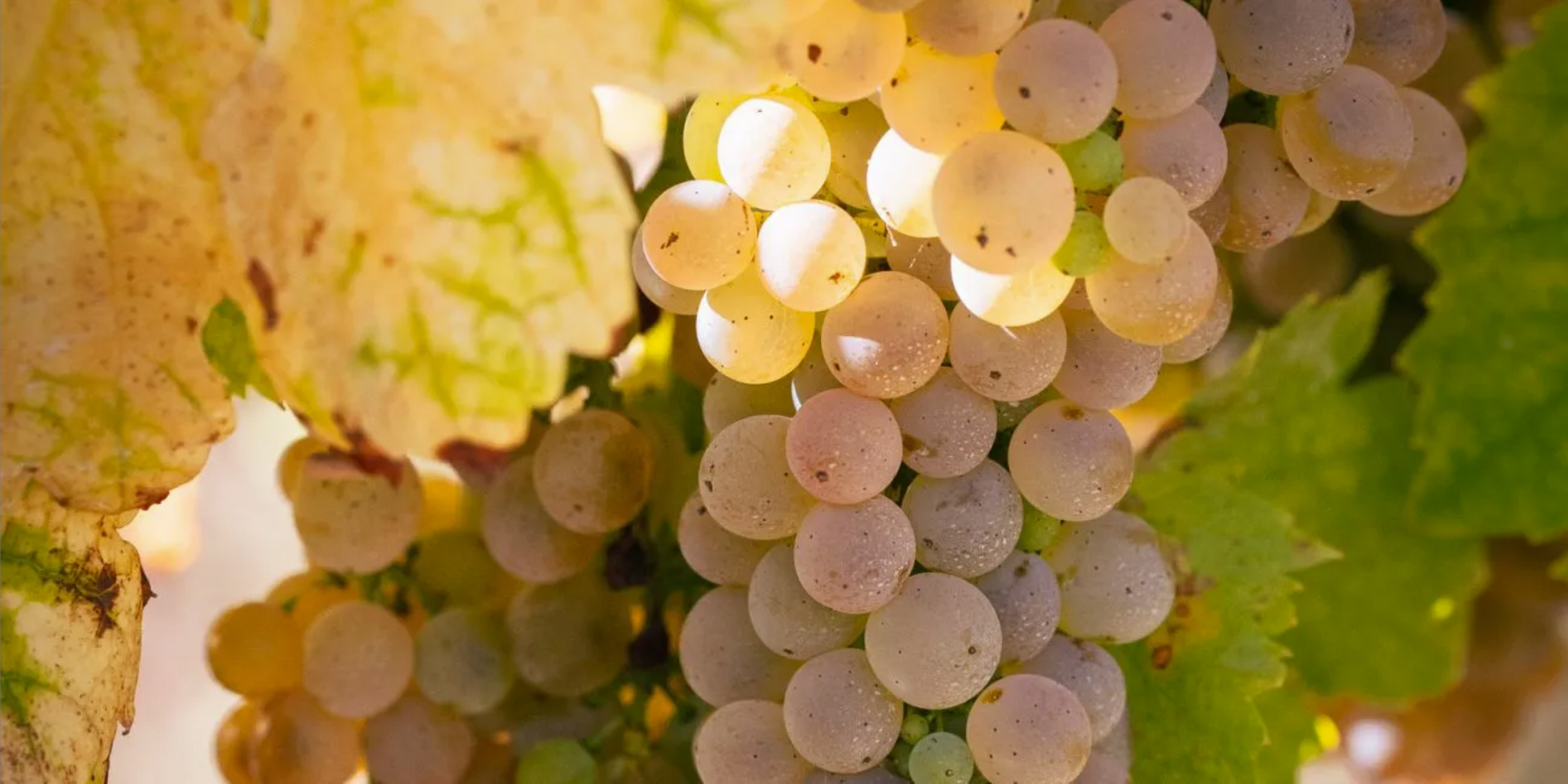 White wine grapes of Nativ Winery
