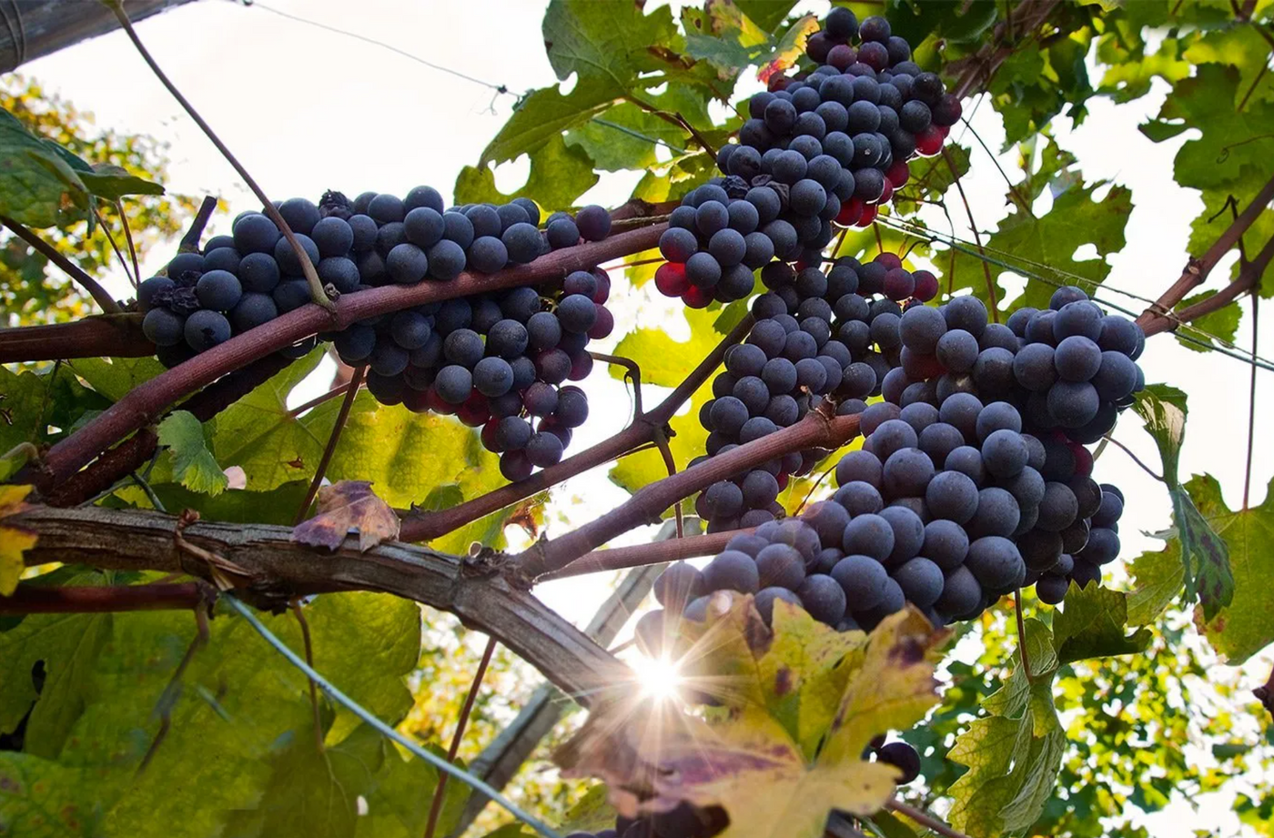 Nebbiolo grapes at Carlo Giacosa, Barbaresco