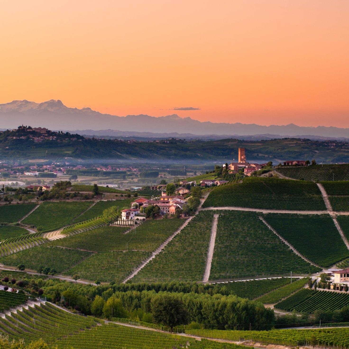 Sunset over vineyard in Piedmont