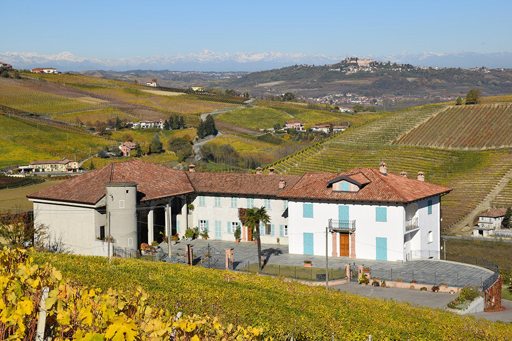 Vineyards at the producer estate