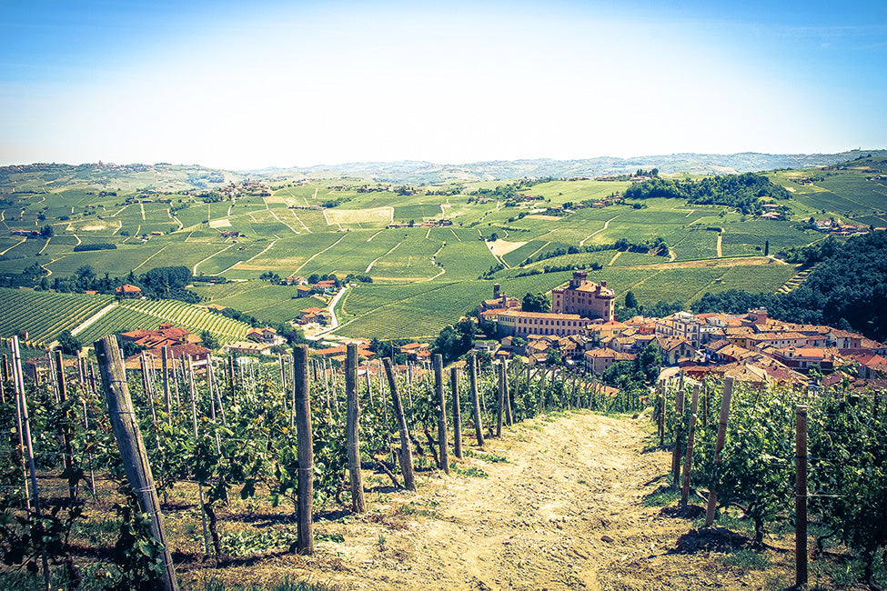 Scarzello's Terlo vineyard overlooking Barolo