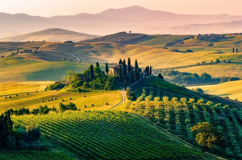 Vineyard in Tuscany