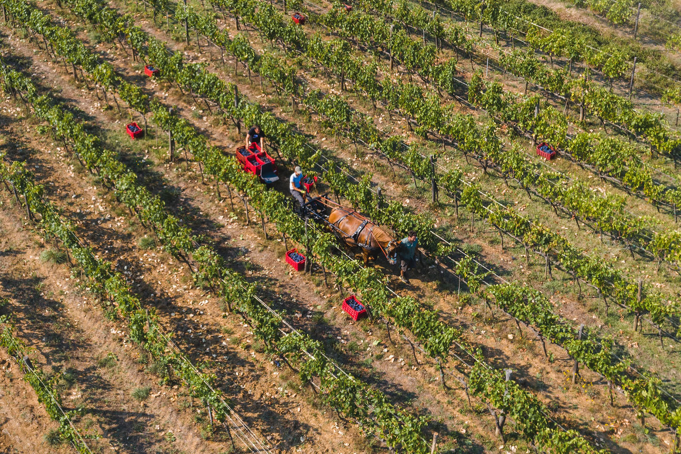Horse-drawn Harvesting at Villa i Cipressi