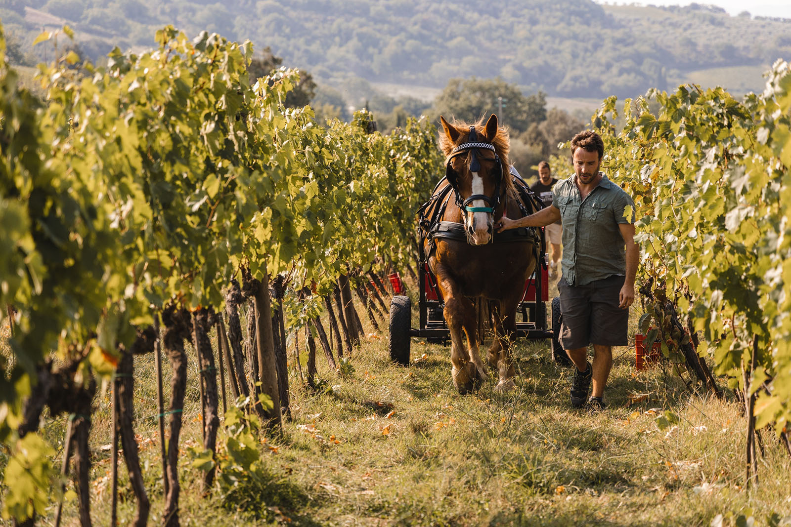 Horse-drawn harvesting at Villa i Cipressi